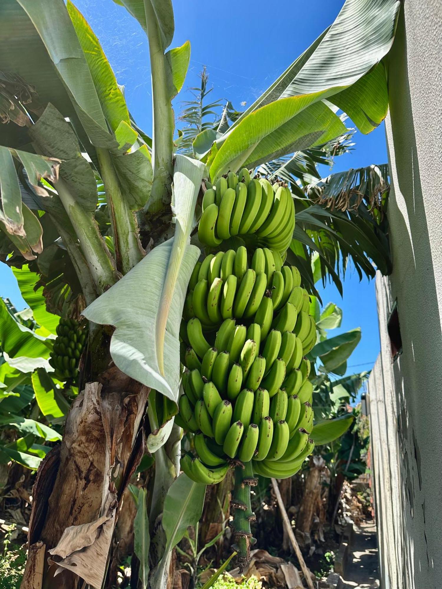 Oasis Suites - Funchal Exteriör bild